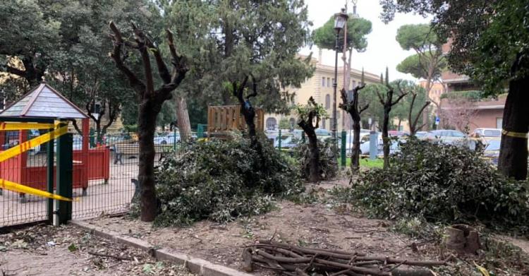 volontario taglia albvolontario taglia alberi comune romaeri comune roma