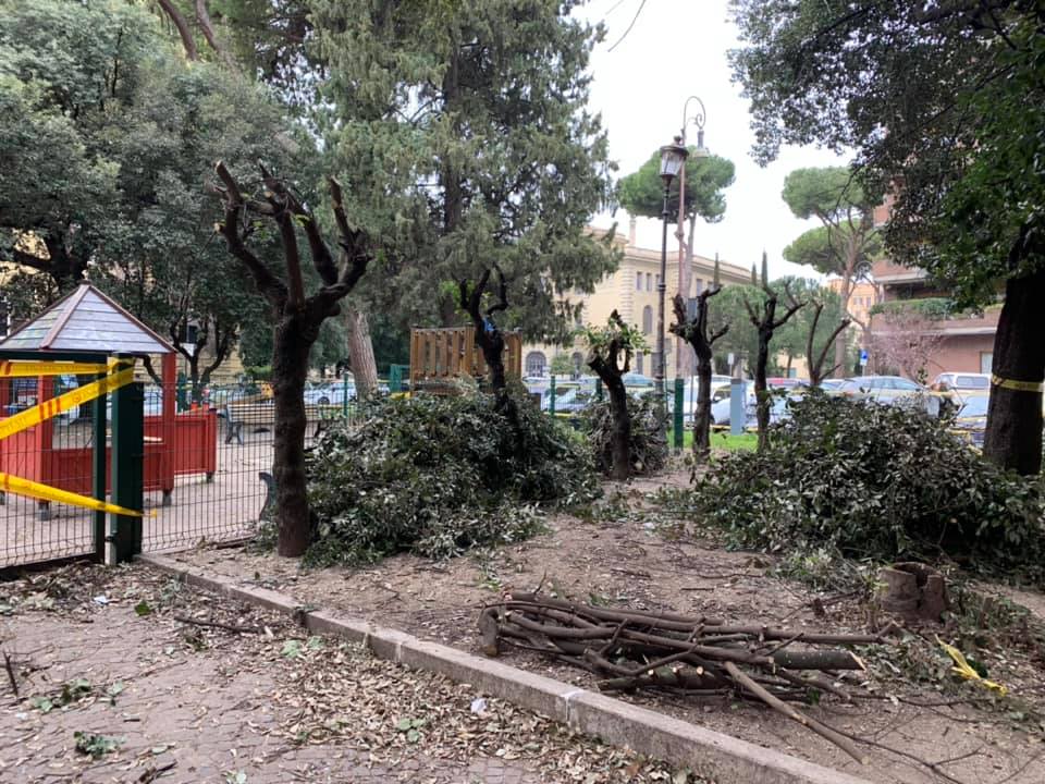 bicicletta cresciuta in un albero