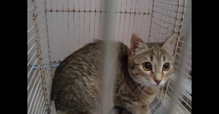 gattara gatti gattile