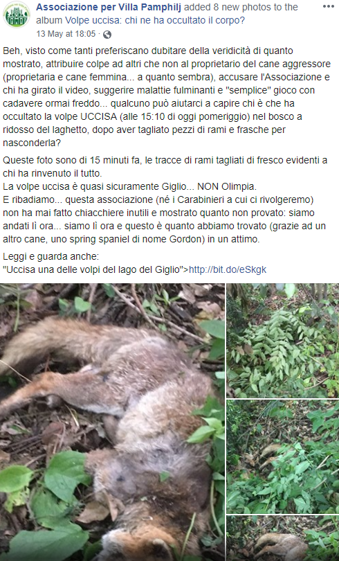 giglio volpe uccisa villa Pamphilj cane - 3