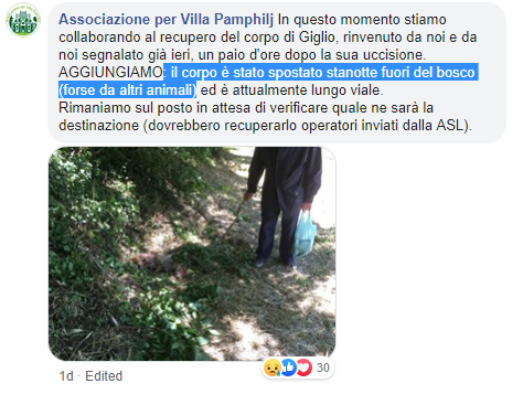 giglio volpe uccisa villa Pamphilj cane - 4
