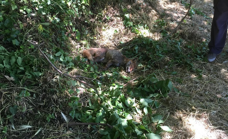 Chi ha ucciso Giglio, la volpe di Villa Pamphili? article-post