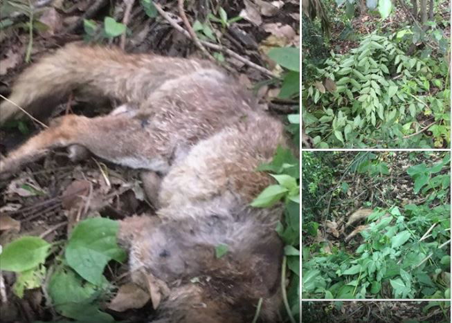 Il cane che uccide la volpe di Villa Pamphili article-post