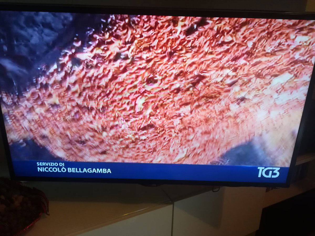 L’invasione delle cavallette in Sardegna article-post