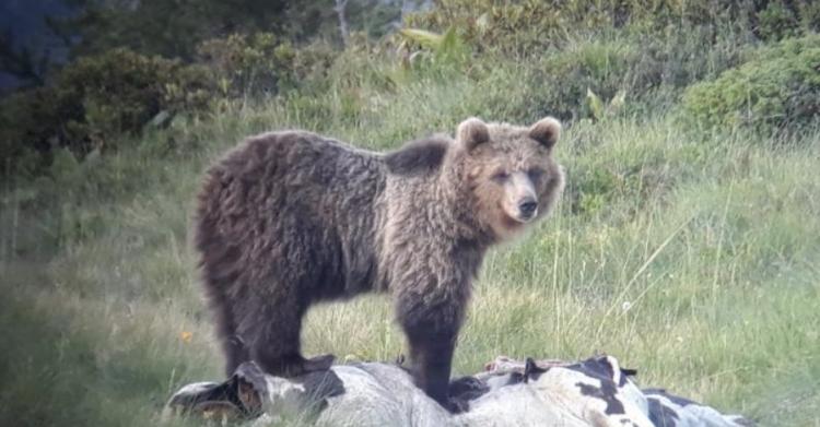 orso m49
