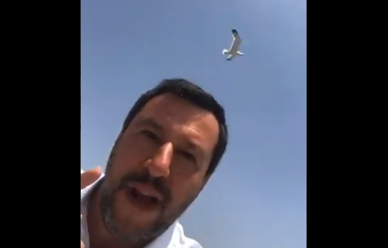 Pur di non parlare di Arata Salvini se la prende con i gabbiani article-post