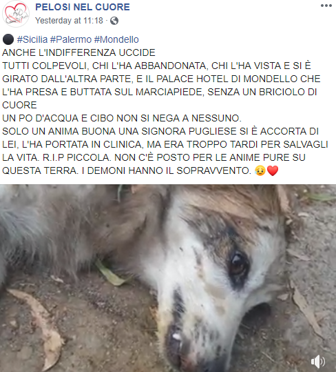 cane morto mondello hotel sicilia - 1