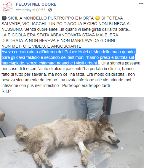 cane morto mondello hotel sicilia - 2