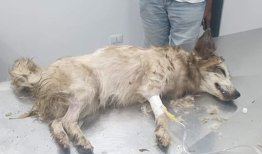 La storia della cagnolina morta e il Mondello Palace Hotel article-post