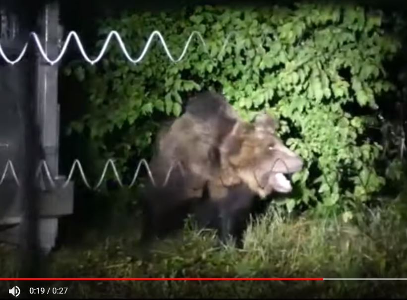 Che fine farà l’orso M49 article-post