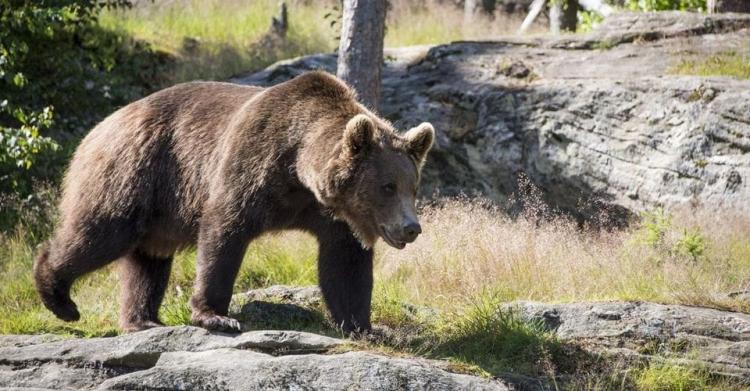 orso m49