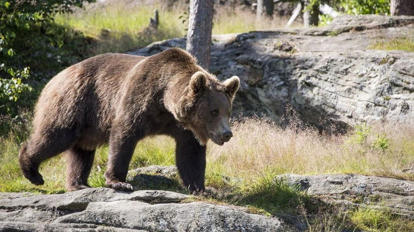 M49 è vivo: il grande ritorno dell’orso Papillon article-post