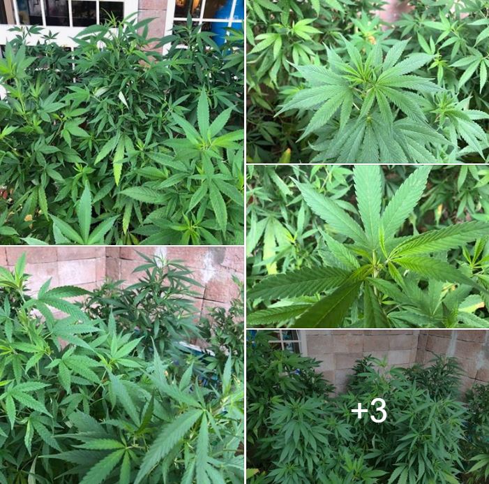 rita bernardini cannabis