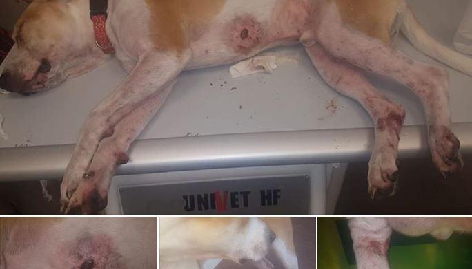 cane aggredito cinghiali roma