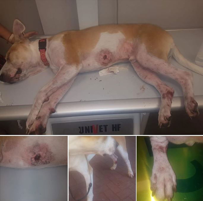 Il cane aggredito dai cinghiali a Roma article-post