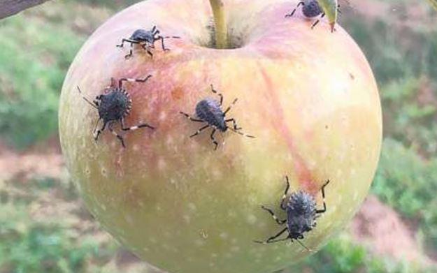 cimice asiatica