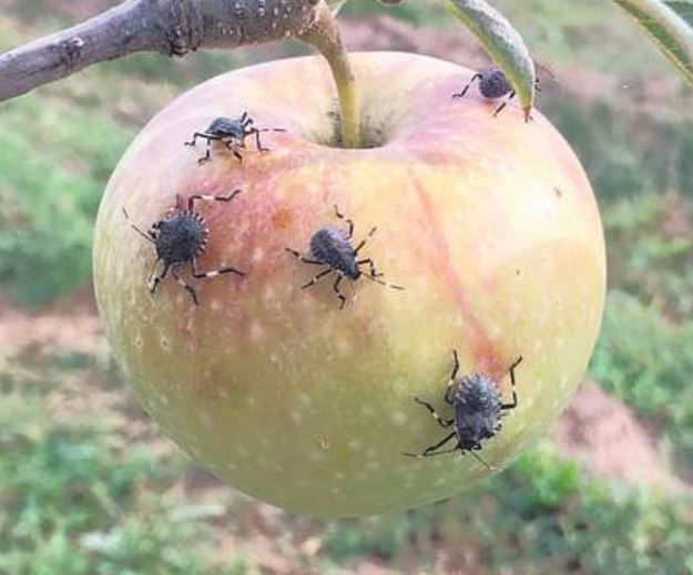 Il flagello della cimice asiatica article-post