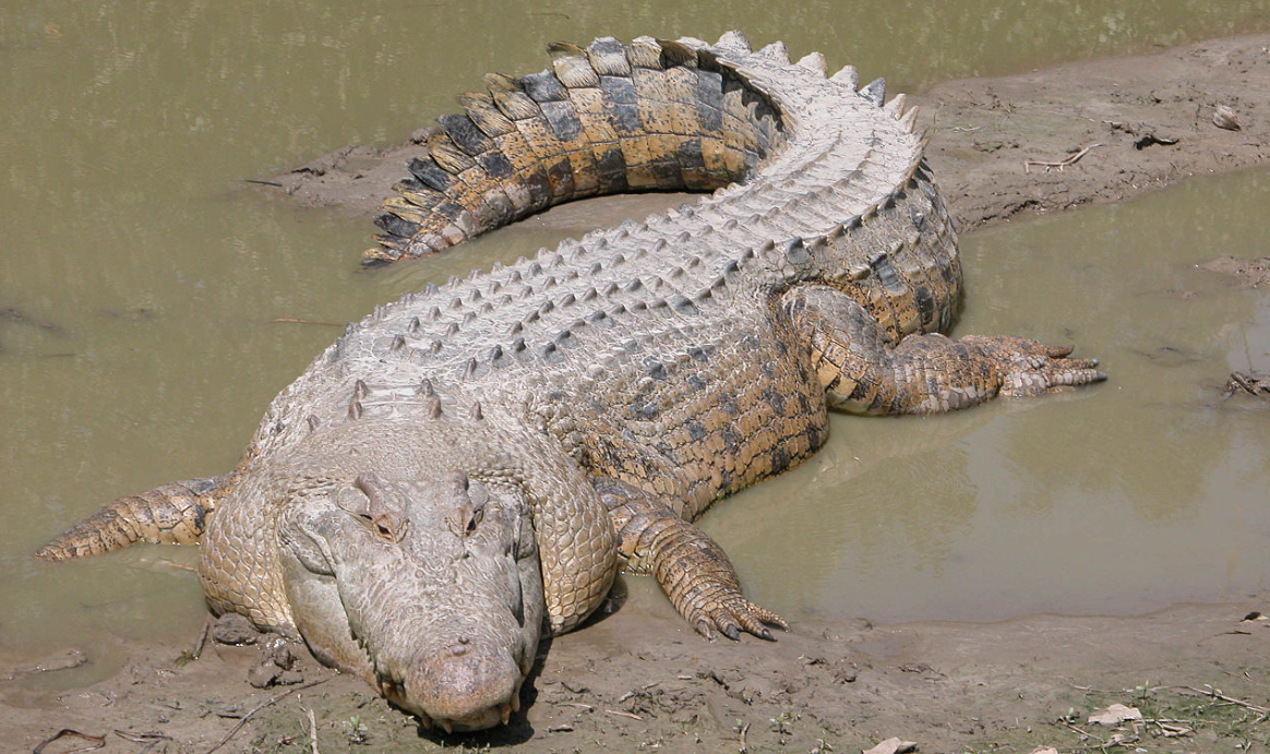 L’allarme per il coccodrillo scomparso ad Orosei article-post