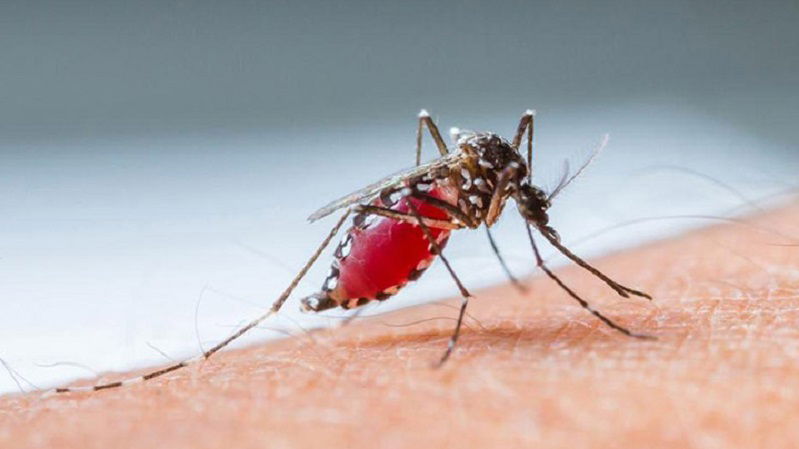 I due casi di Dengue a Gorizia e Ravenna article-post