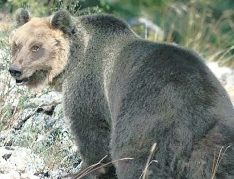 M49: la Grande Fuga dell’orso più famoso d’Italia article-post