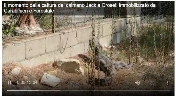 caimano jack orosei