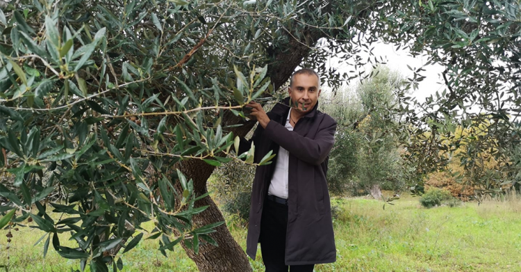ciampolillo xylella bellanova - 4