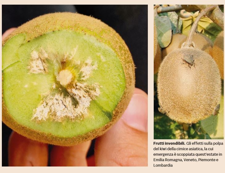 Come la cimice asiatica dimezza la produzione di frutta al Nord article-post