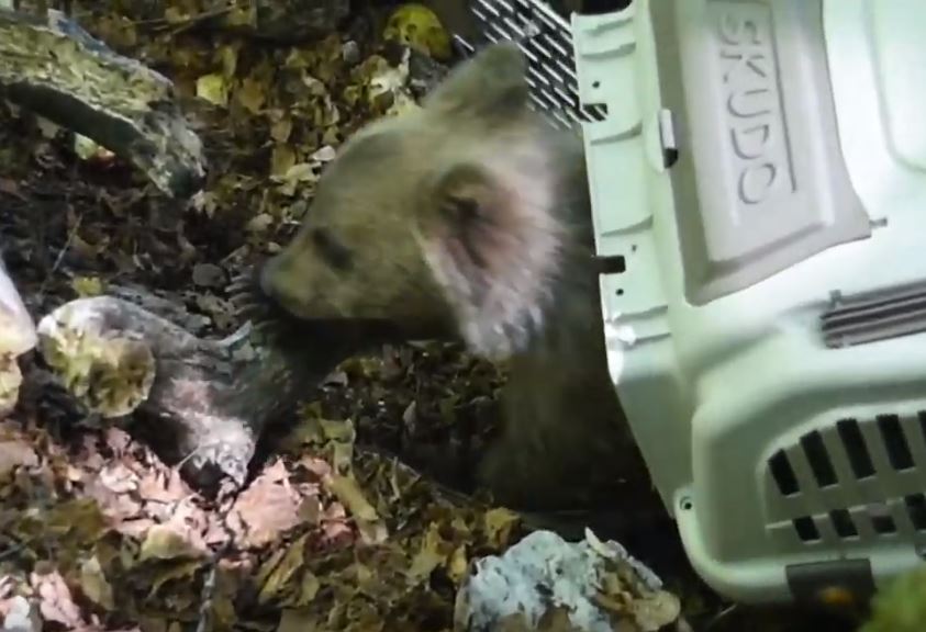 Il cucciolo di orso che ritrova la mamma al Parco nazionale d’Abruzzo article-post