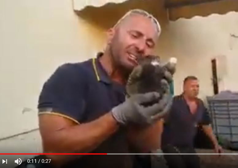 matteo zaccaro vigile del fuoco gattino