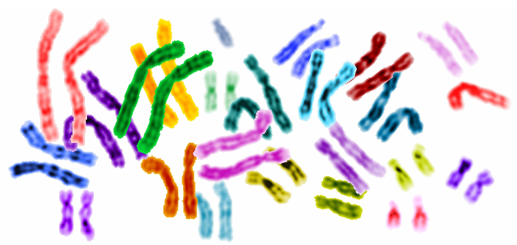 genoma 1