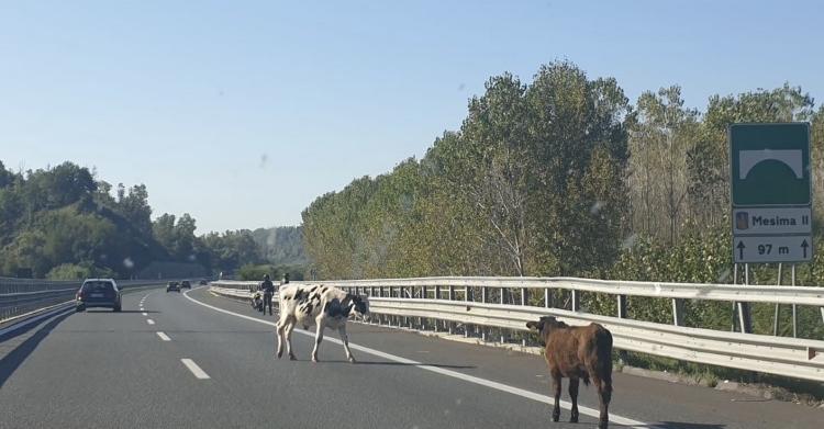 mucche autostrada a2 mileto rosarno