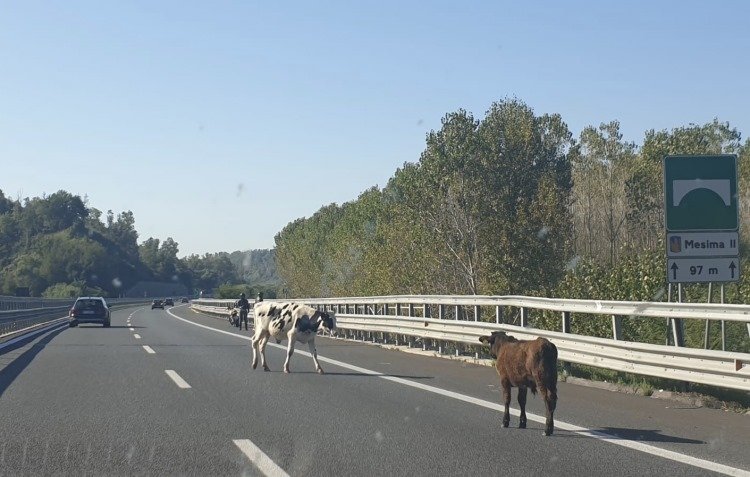 mucche autostrada a2 mileto rosarno
