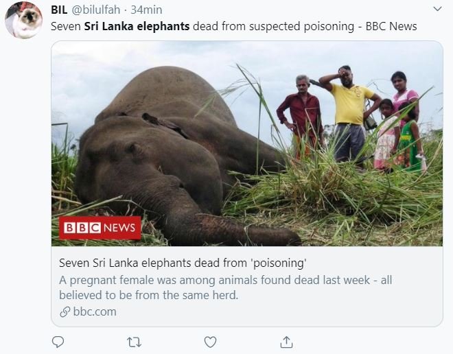 sette elefanti avvelenati sri lanka