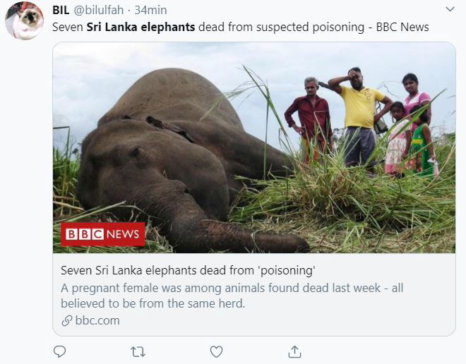 Sri Lanka, i sette elefanti avvelenati article-post