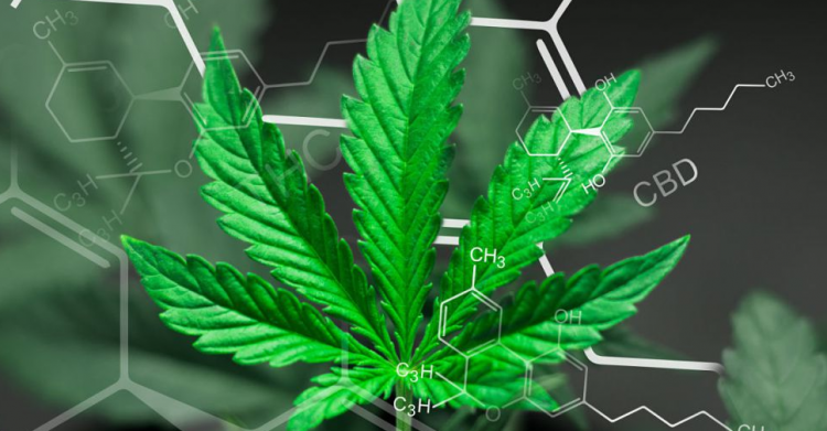 mantero emendamenti cannabis canapa - 3