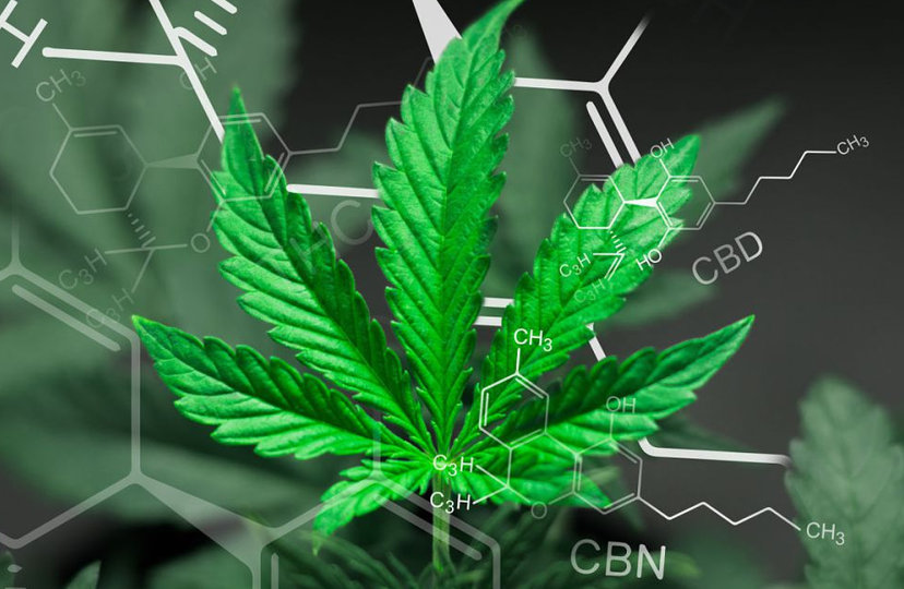 Cosa prevede l’emendamento sulla Cannabis Light approvato in Commissione Bilancio article-post