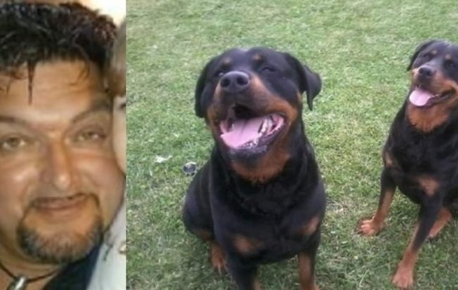 L’uomo morto a Padova non è stato ucciso dai suoi rottweiler article-post