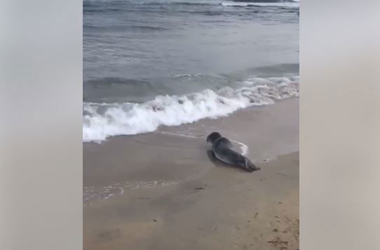 Il cucciolo di foca monaca avvistato in Puglia è morto preview