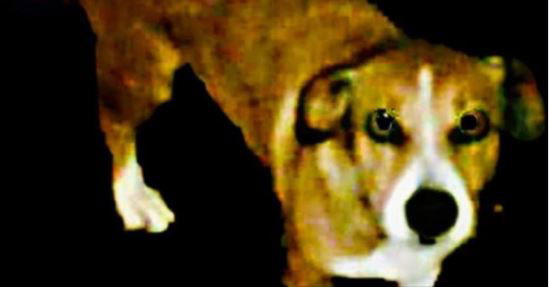 La manifestazione per il cane Zeus morto di botte a Modena article-post