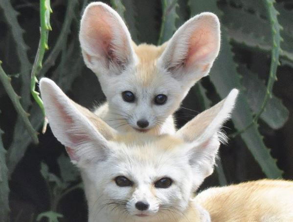 Perché chi è contro gli zoo ostacola la conservazione della biodiversità article-post
