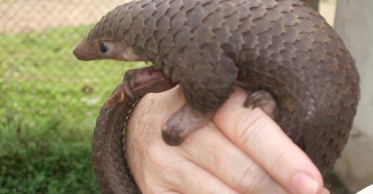 pangolino