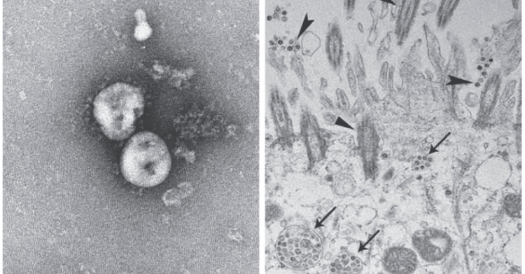 takis vaccino coronavirus sperimentazione animale - 3