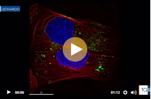 Come funziona la clorochina contro il coronavirus preview