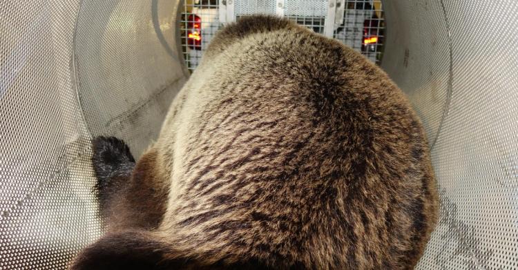 orso m49 catturato