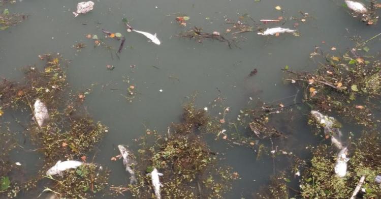 pesci morti fiume tevere 1