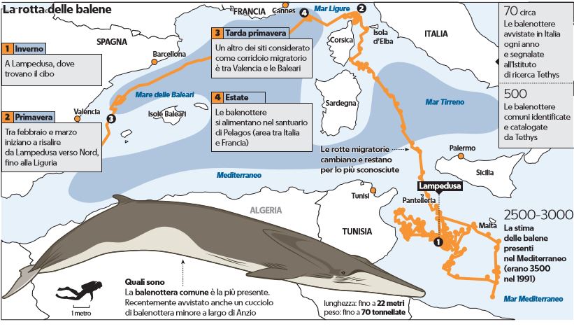 balene rotta mediterraneo