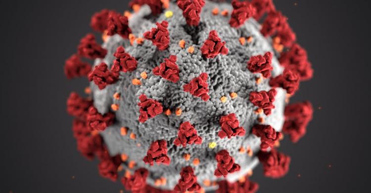 coronavirus roma bangladesh covid focolaio