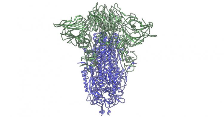 coronavirus proteina spike