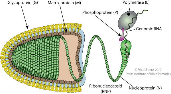 lyssavirus