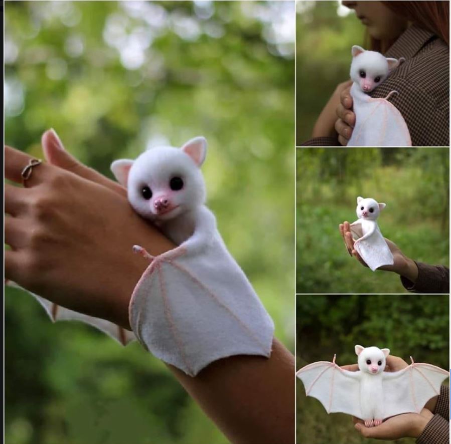 pipistrello bianco